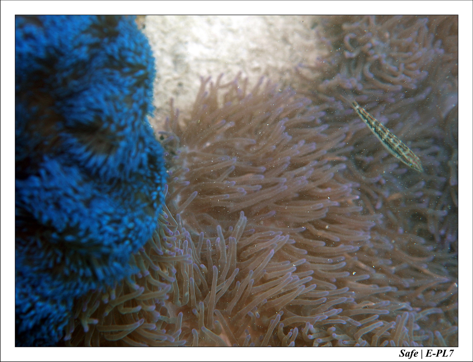 2018 - 08 - Pulau Besar - 07